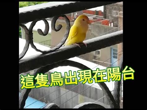 飛來一隻鳥 進靈骨塔 儀式